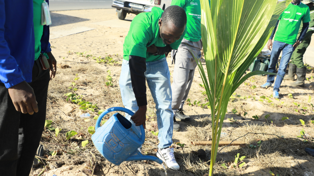 reboisement-ilo-vert
