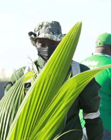 reboisement-ilo-vert